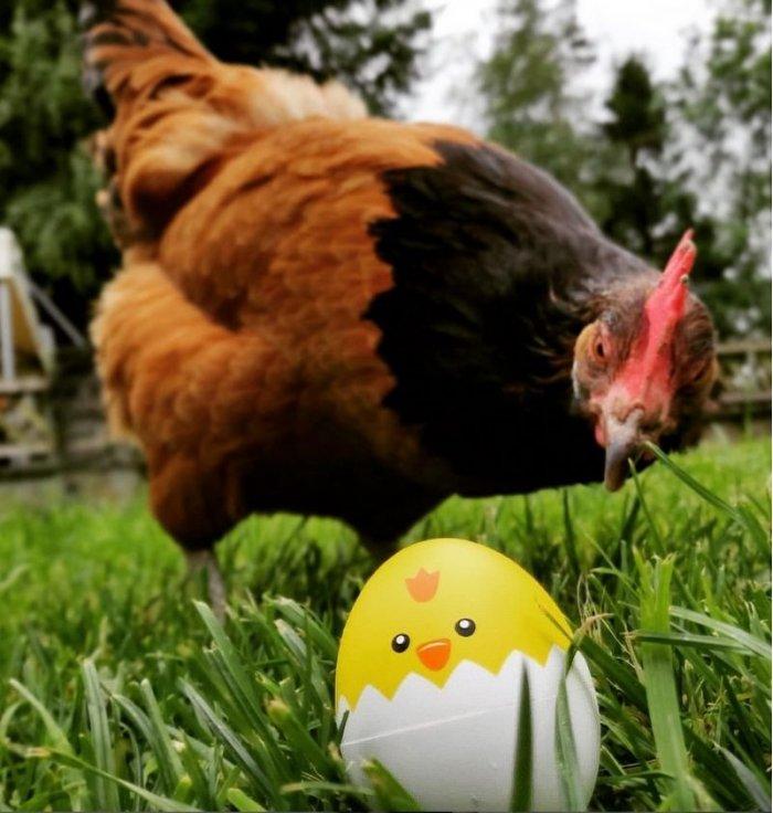 BeepEgg - Minuteur Cuisine Oeuf - Poussin  - 1