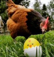 BeepEgg - Minuteur Cuisine Oeuf - Poussin  - 1